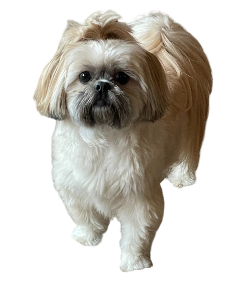 Shih Tzu vs Yorkshire Terrier: Which is Better? 