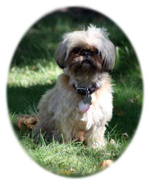 About The Shih Tzu