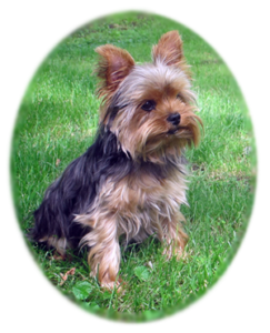 About The Yorkshire Terrier
